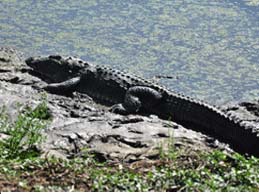 Bhor Saidan Crocodile Farm